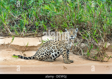 Male jaguar sitting on edge of river in Pantanal region of Brazil Stock Photo