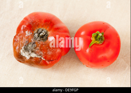 tomato with toxic mold and one good fresh fruit Stock Photo
