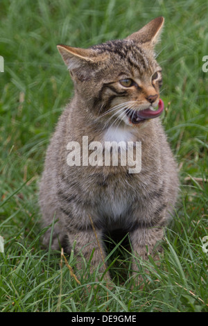 Scottish Wildcat Kitten sitting in the grass Stock Photo