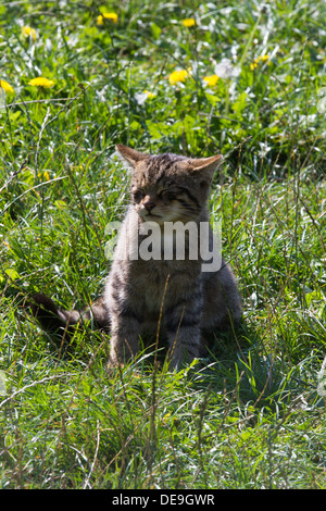 Scottish Wildcat Kitten sitting in the grass Stock Photo