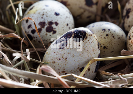 quail eggs in a nest of hay close-up Stock Photo