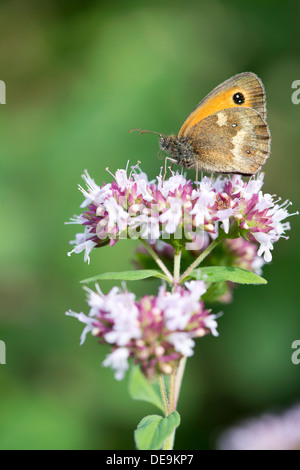 Gatekeeper butterfly (Pyronia tithonus) UK Stock Photo