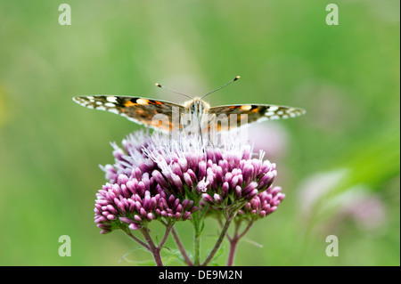 Painted lady butterfly (Cynthia cardui) UK Stock Photo