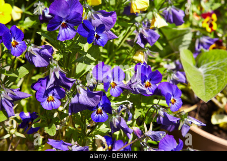 Mixed pansies in bloom in North Yorkshire Garden Stock Photo