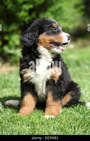 Bernese Mountain Dog puppy sitting on green grass Stock Photo