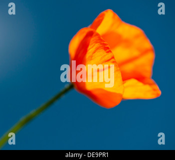 Orange poppy against a deep blue sky Stock Photo