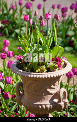 Tulips in a Garden and Planter, Cheshire, England, UK Stock Photo