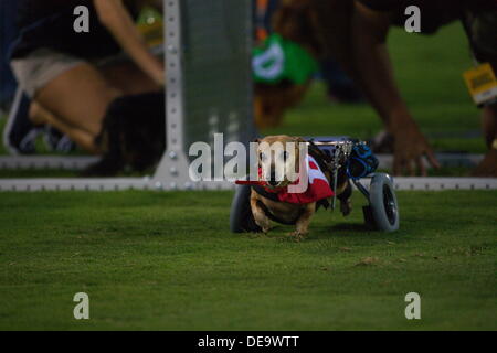 Kennesaw, Georgia.  USA.   September 13, 2013.   Skippy the wheelchair Dachsund races at halftime of the Ole Miss' 2-1 win over Kennesaw State at Fifth Third Bank Stadium.  Women's NCAA Division I Soccer. Stock Photo