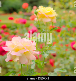 Roses in the park