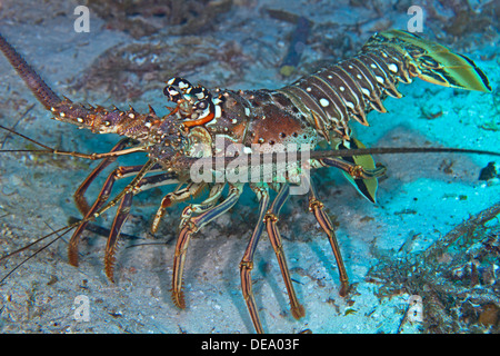 Caribbean spiny lobster, Panulirus argus, in full display on sandy sea floor. Stock Photo