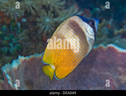 Sunburst Butterflyfish hovers over sponge, with coral reef background. Stock Photo