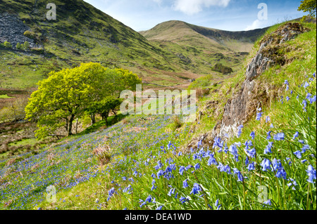 Bluebells in Cwm Pennant, Snowdonia National Park, Gwynedd, North Wales, UK Stock Photo