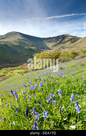 Bluebells in Cwm Pennant, Snowdonia National Park, Gwynedd, North Wales, UK Stock Photo