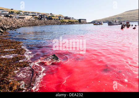 Traditional hunt of pilot whales (Globicephala melas) in Faroe Islands Stock Photo