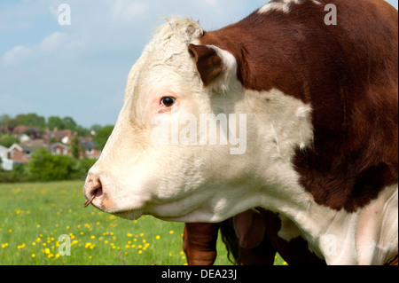 A head profile of a Hereford Bull in field with ring in nose Stock Photo