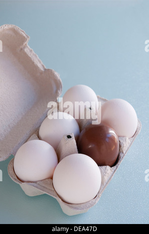 Half a dozen eggs: five white eggs and a chocolate one. Stock Photo