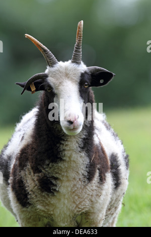 Jacob Sheep portrait..An ancient breed of Sheep. Stock Photo