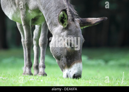 Grazing donkey in wildlife park, Germany Stock Photo