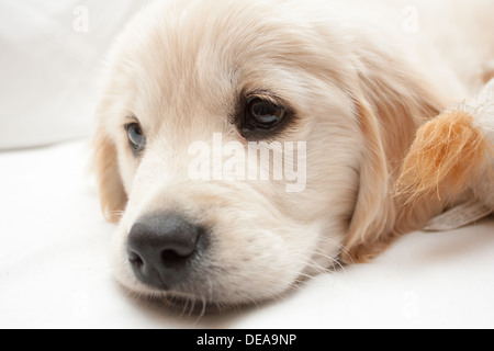 This 10 week old Golden retriever pup flops down on the couch for a rest before causing some more mischief. Stock Photo