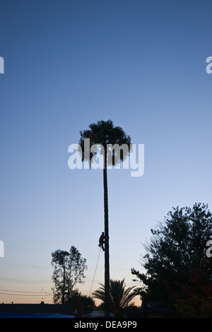 A professional tree pruner in removing branches of a palm tree in Southern California Stock Photo