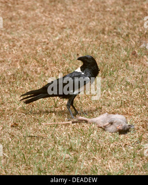 A Pied Crow (Corvus albus) with a dead rat, Uganda. Stock Photo