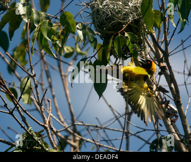 Male Black-headed Weaver (Ploceus cucullatus, bohndorffi) entering it's nest, near Entebbe, Uganda Stock Photo