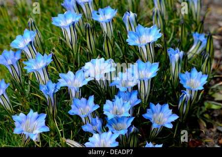 The bright blue flowers of Gentiana sino-ornata Stock Photo