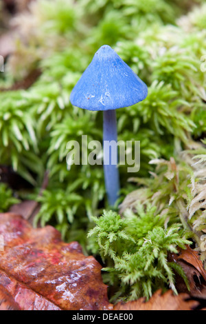 Blue pinkgill - Entolona hochstetteri -, Westland National Park, South Island, New Zealand Stock Photo