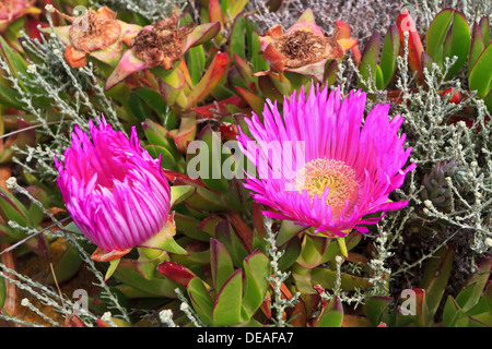 Carpobrotus acinaciformis succulent plant with flowers Stock Photo