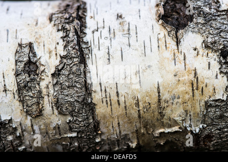Birch (Betula sp.), detail of bark Stock Photo