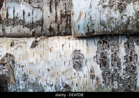 Birch (Betula sp.), detail of bark Stock Photo