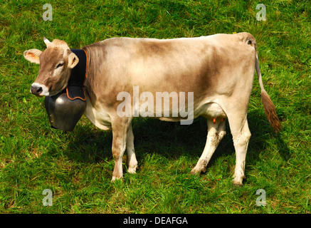 Brown Swiss, dairy cow wearing a bell around its neck, Switzerland, Europe Stock Photo