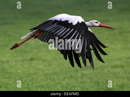 Close crop of a White Stork (Ciconia ciconia) taking off  into  flight in a meadow Stock Photo