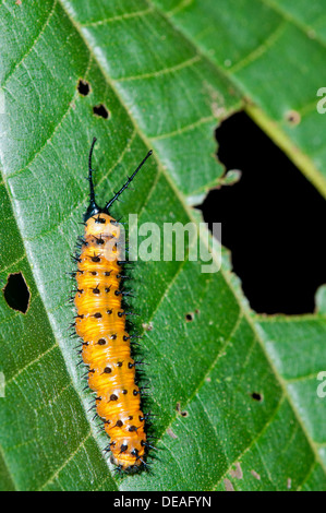 Gulf Fritillary or Passion Butterfly (Agraulis vanillae), caterpillar, Tiputini rain forest, Yasuni National Park, Ecuador Stock Photo