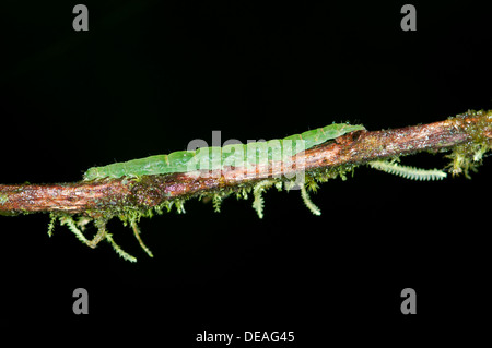 Caterpillar of an Owlet Moth in the genus of Hypena, Noctuidae, Tandayapa region, Andean mist rainforest, Ecuador, South America Stock Photo