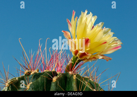 Yellow blossom of an Echinopsis hybrid, Hedgehog Cactus, Sea-urchin Cactus or Easter Lily Cactus Stock Photo