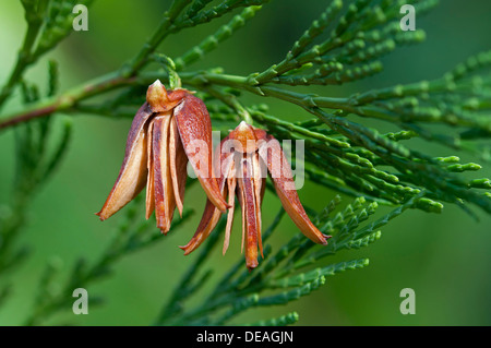 Mature female cones of the California Incense Cedar (Calocedrus decurrens, syn. Libocedrus decurrens), United States Stock Photo