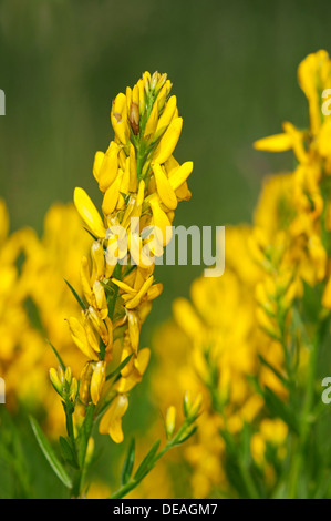 Scotch Broom (Cytisus scoparius), Kaiserstuhl, Baden-Württemberg, Germany Stock Photo