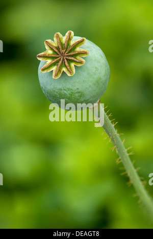 Seed pod of an Opium Poppy (Papaver somniferum), Geneva, Genf, Switzerland Stock Photo
