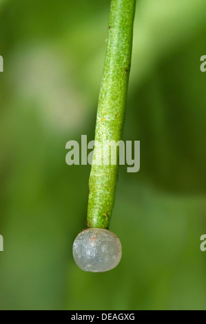 Spherical white fruit of the Mistletoe cactus (Rhipsalis clavata), Geneva, Canton of Geneva, Switzerland Stock Photo