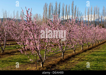 Blossoming Peach (Prunus persica) trees on a plantation, Pyrénées-Orientales, France Stock Photo