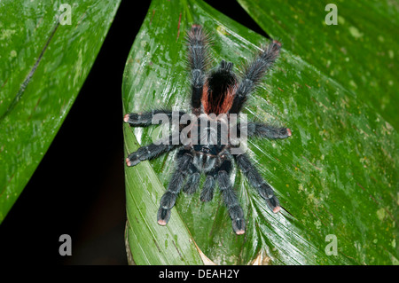 Pinktoe Tarantula (Avicularia avicularia), Tambopata Nature Reserve, Madre de Dios Region, Peru Stock Photo
