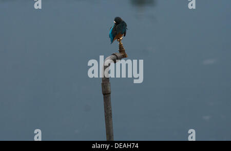 Srinagar, Indian Administered Kashmir 15th Septemberl 2013. A  kingfisher rests on water tap  in Srinagar, the summer capital of Indian-administered Kashmir, during rains.  (Sofi Suhail/ Alamy Live News) Stock Photo