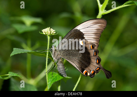 Ulysses butterfly, Blue Mountain Swallowtail or Blue Mountain butterfly (Papilio ulysses), Australia Stock Photo