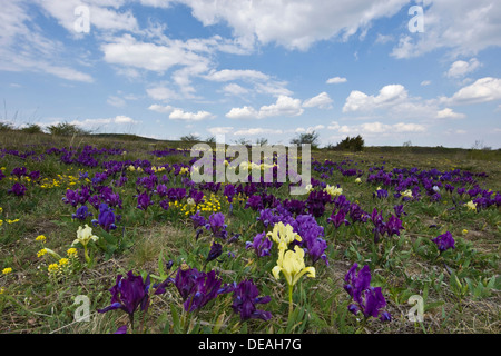 Miniature dwarf bearded iris (Iris pumila), purple, Thenauriegel nature reserve near Breitenbrunn, Burgenland, Austria Stock Photo