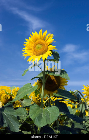 Sunflower field, Common sunflowers (Helianthus annuus) Stock Photo