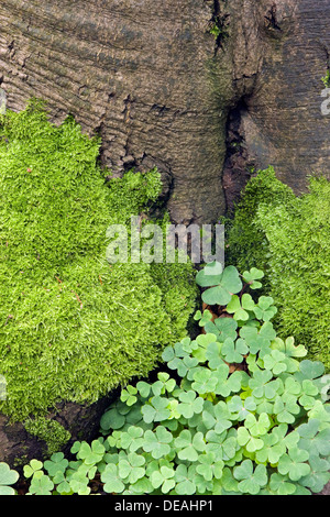 Woodsorrel, Soursob, Wood Sorrel (Oxalis) on the Lysica peak, Swiety Krzys, Holy Cross Mountains, Swietokrzyski National Park Stock Photo