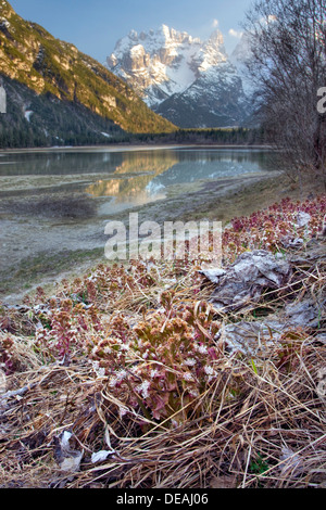 Butterbur, Pestilence Wort (Petasites hybridus, Tussilago hybrida) near Lago di Landro or Duerrensee lake, Dolomites, Italy Stock Photo