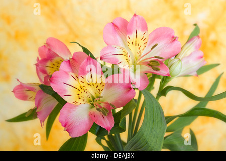 Peruvian Lily or Lily of the Incas (Alstroemeria) Stock Photo