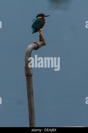 Srinagar, Indian Administered Kashmir 15th Septemberl 2013. A  kingfisher rests on water tap  in Srinagar, the summer capital of Indian-administered Kashmir, during rains.  (Sofi Suhail/ Alamy Live News) Stock Photo